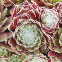 Sempervivum  'Engle's Rubrum'